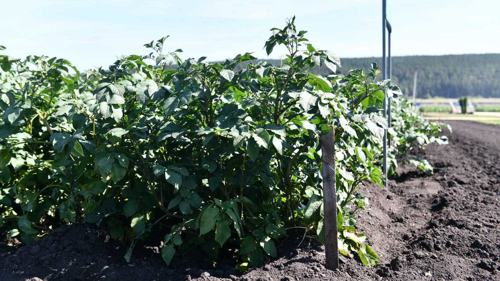 Когда окучивать и как полоть картошку: правила, которые помогут сохранить урожай