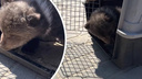 Медвежонку-подкидышу из Новосибирского зоопарка нашли постоянный дом: видео