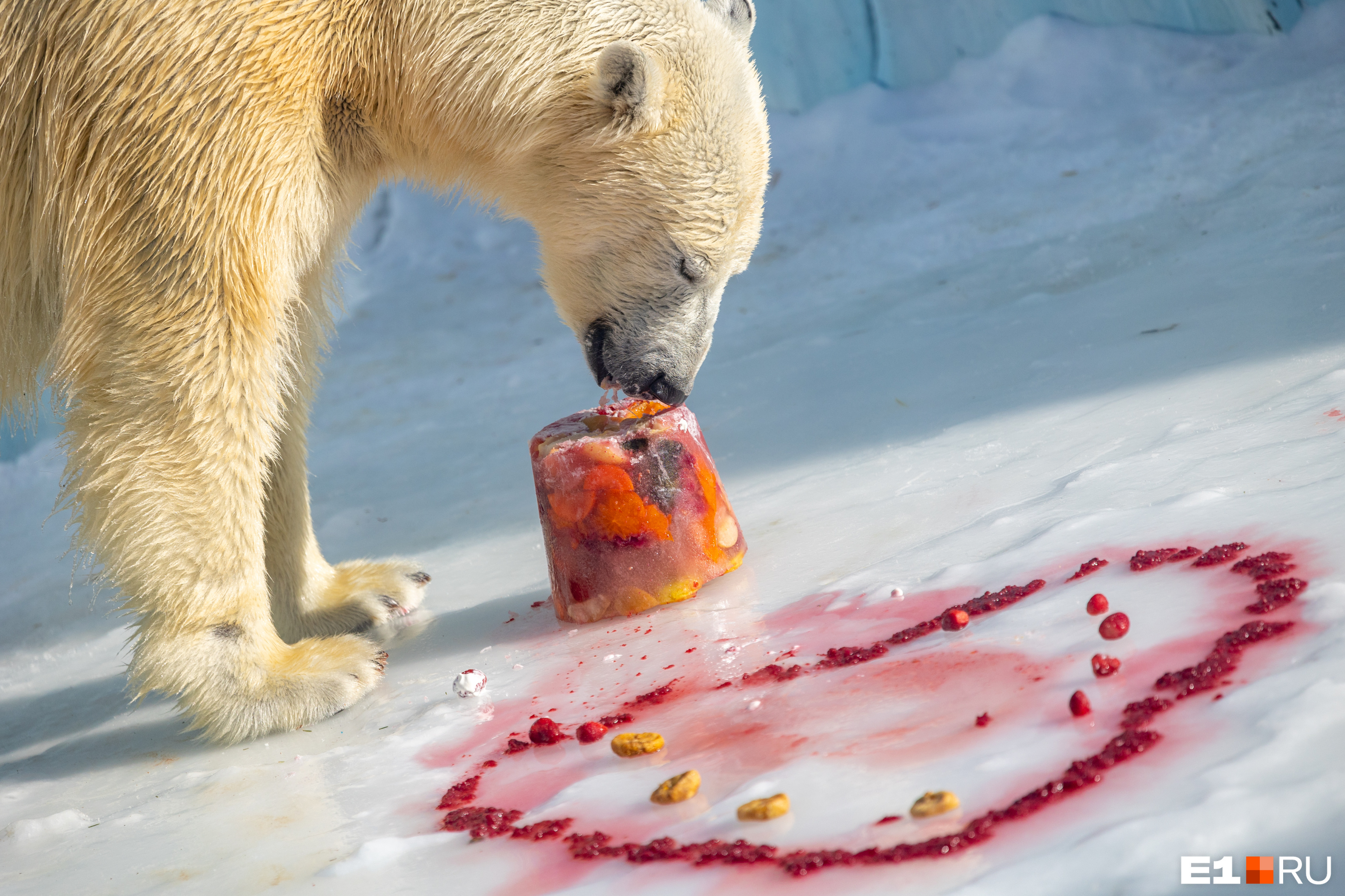 В Екатеринбурге медведицу Хатангу накормили роскошным обедом. Посмотрите, что она съела