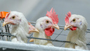 Две новосибирские птицефабрики отказываются от выпуска яиц: там будут выращивать бройлеров