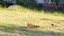 «Сорока и лисица»: саратовцы заметили возле детского садика басенных животных
