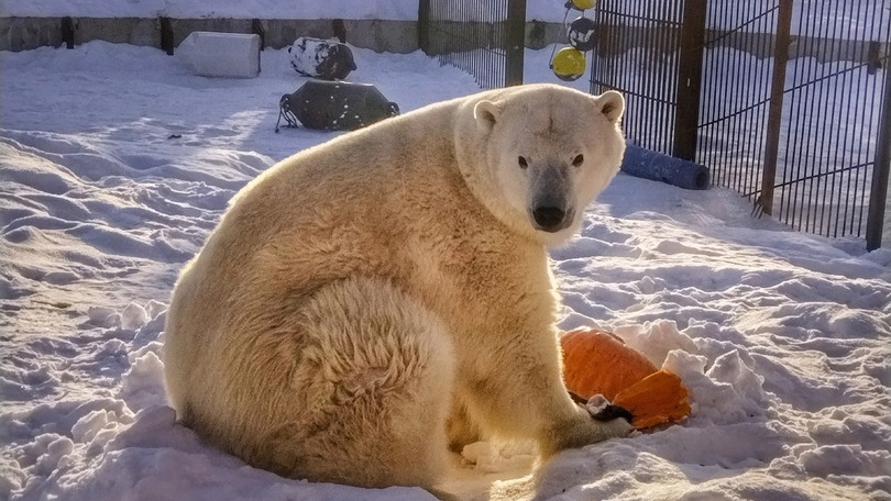 Мы запомним тебя такой: 10 фото и видео медведицы Забавы из Большереченского зоопарка