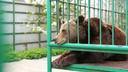 Ушла на пенсию: медведицу Машу больше не покажут ярославцам