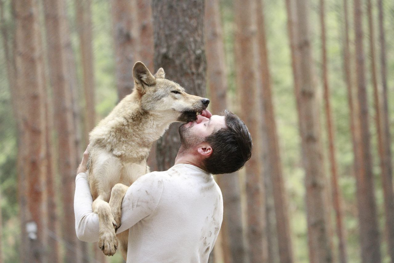 Посмотрите, как волки любят Кирилла!