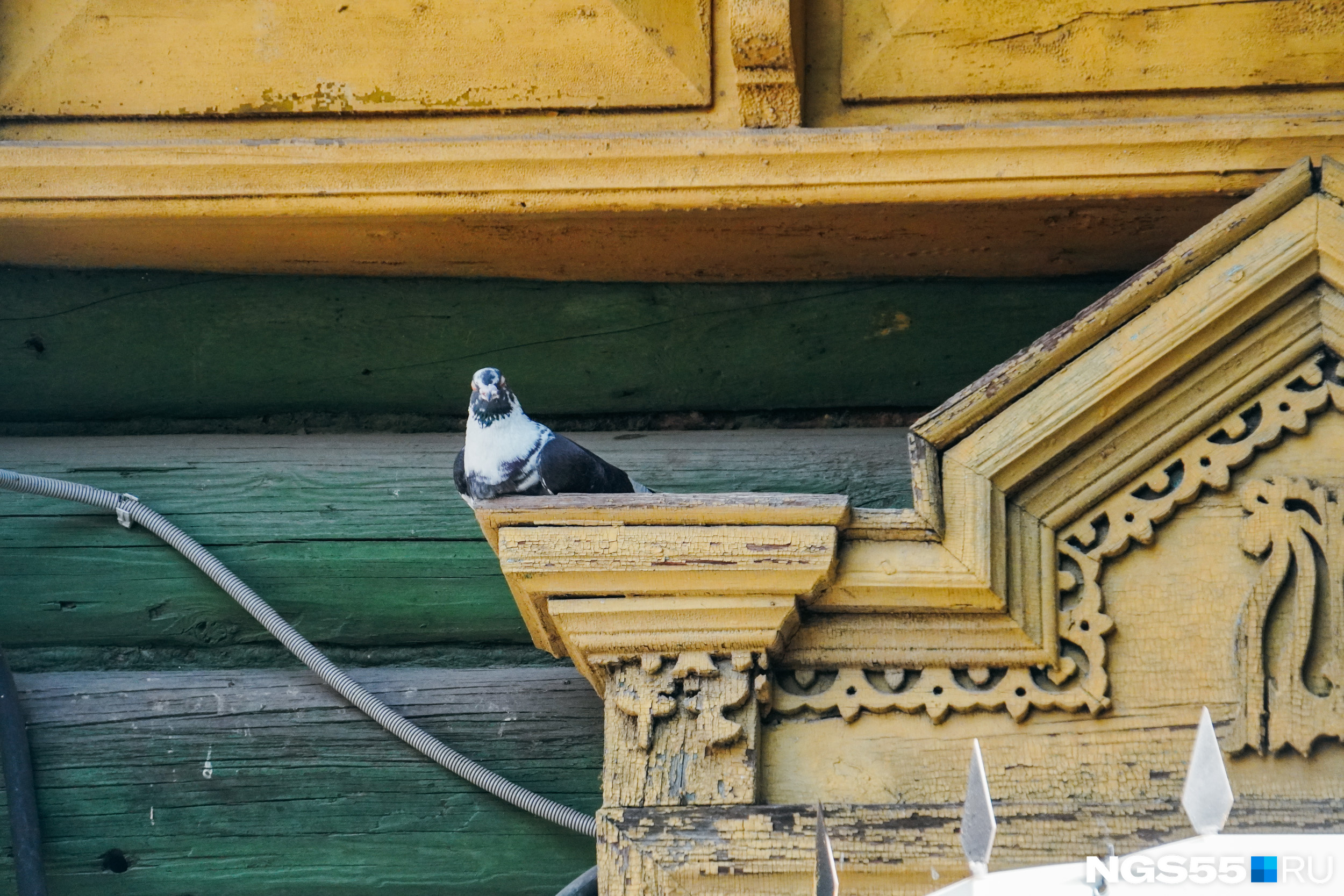 Голубь тоже расположился удобно в центре города на резных элементах деревянного окна Голубь тоже расположился удобно в центре города на резных элементах деревянного окна