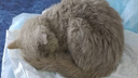 «Съел губку от голода»: новосибирцы спасают кота, которого дети нашли в яме в Бердске — ему сделали операцию