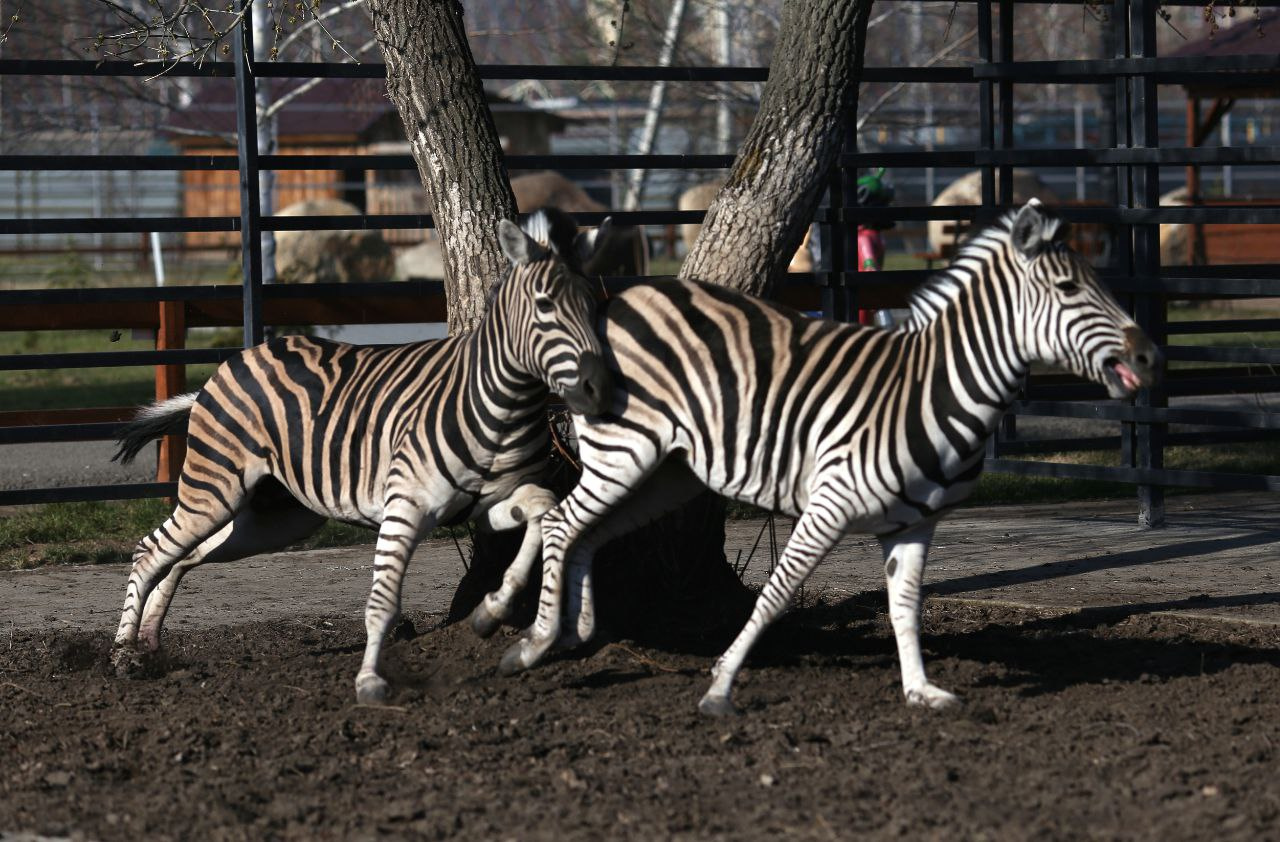 Уж замуж невтерпеж. Посмотрите, как зебры из Барнаульского зоопарка проводят время друг с другом — видео свидания