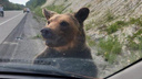 Медведя-попрошайку нашли на Култукском тракте в Слюдянском районе. Кто-то даже потискал хищника — видео
