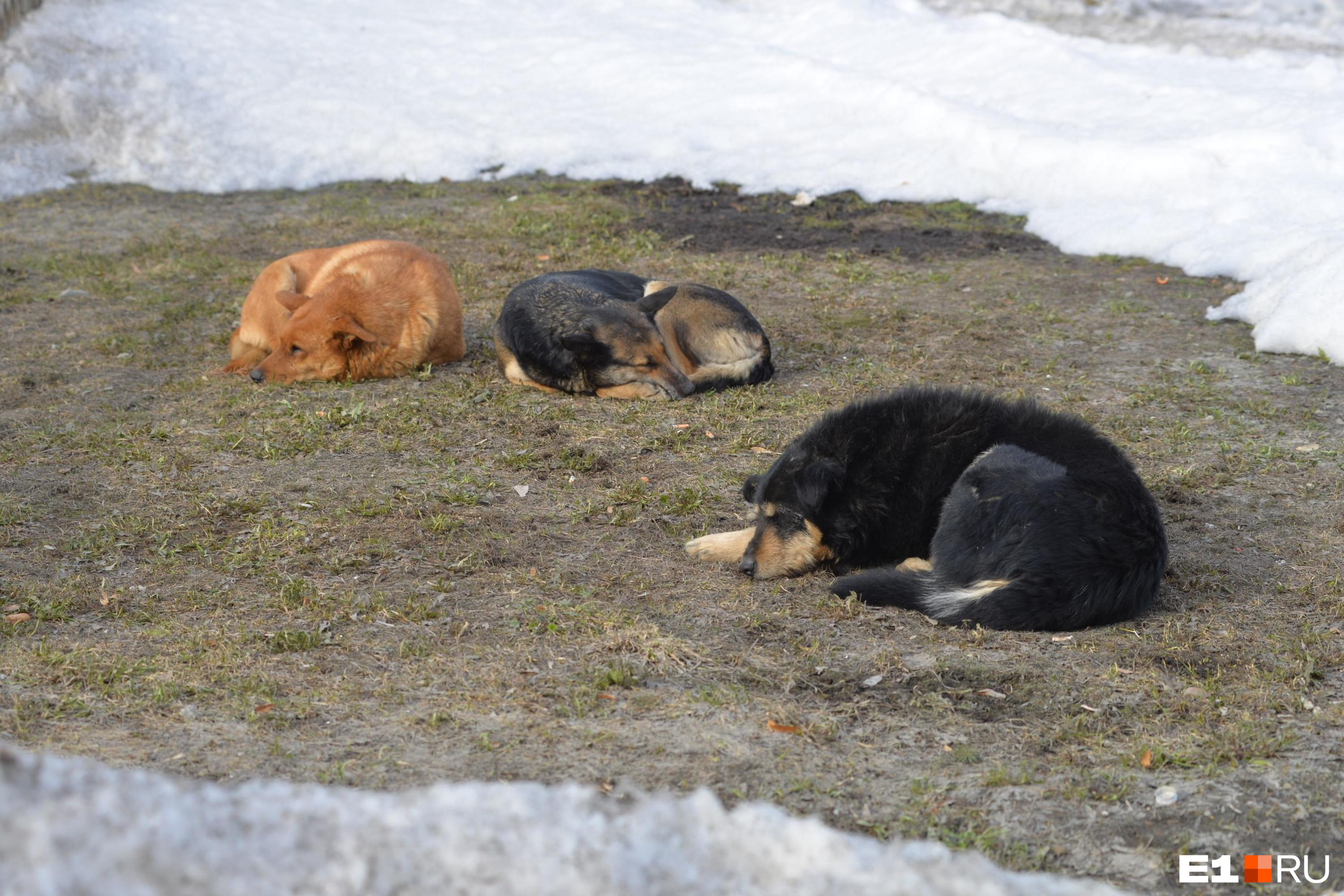 Администрация президента РФ поддержала закон об эвтаназии опасных собак, принятый в Бурятии