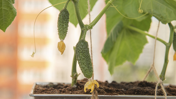 Огород на балконе: как вырастить дома хрустящие огурчики и сочные томаты — получаем по 2,5 килограмма с куста