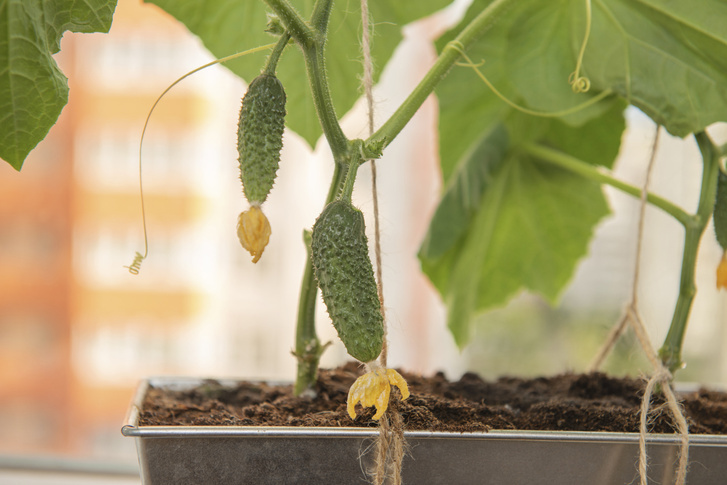 Огород на балконе: как вырастить дома хрустящие огурчики и сочные томаты — получаем по 2,5 килограмма с куста