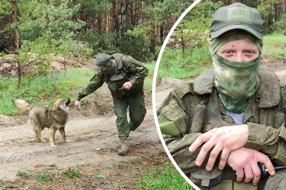 76.ru: Военнослужащий ВС РФ из Ярославля приютил в зоне спецоперации мохнатого пса Гену
