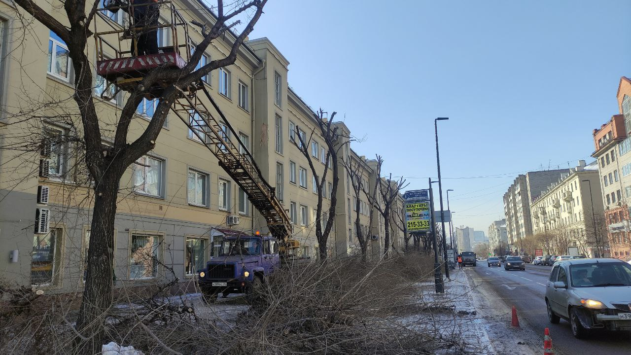 «Ужасная обрезка»: в центре Красноярска обкорнали деревья. Спросили у специалистов, зачем
