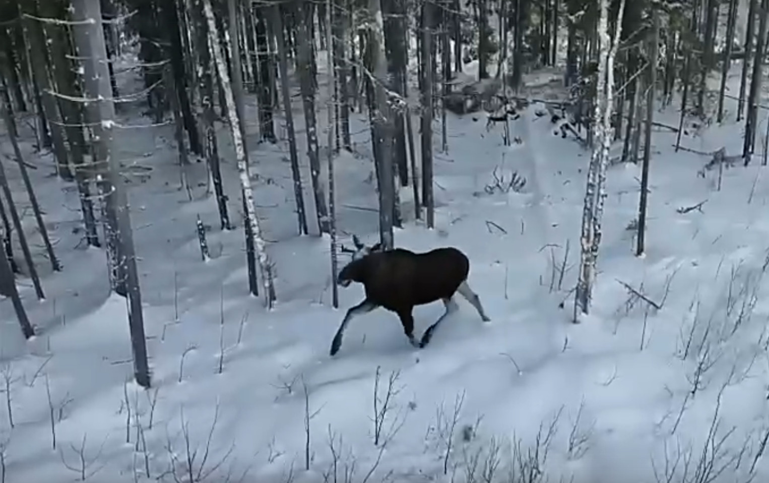 Видео: лось в лесах Ленобласти устроил грациозный забег по пухлому снегу