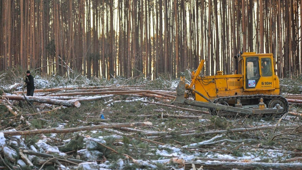 Драки активистов с рабочими и гектары уничтоженных деревьев: самые громкие вырубки лесов в Москве и Подмосковье