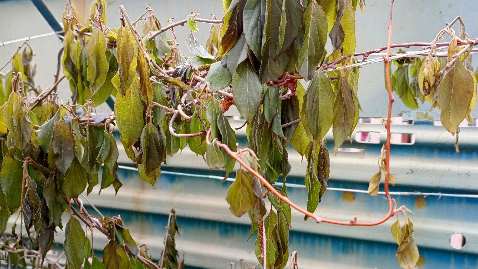 «Выжили только посадки в теплице!» Саратовцы публикуют снимки загубленного заморозками урожая