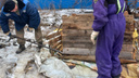 «Когда животные стали важнее детей?»: в Волгограде бездомные псы поселились возле школы и покусали ученицу