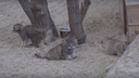 Неуклюжие комочки: манулята родились в Новосибирском зоопарке — считаем вместе, сколько их на видео