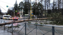 Упавшее дерево заблокировало проезд по оживленной дороге в Академгородке — фото