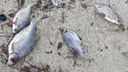 На пляже в Академгородке обнаружили мертвых рыб — что говорят в Росприроднадзоре