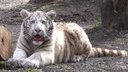 Пухляш с голубыми глазами: новый тигренок появился в Новосибирском зоопарке — милое видео