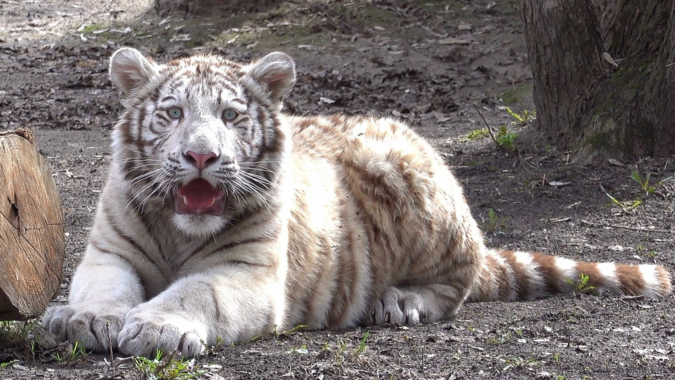 Пухляш с голубыми глазами: новый тигренок появился в Новосибирском зоопарке — милое видео