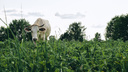 В Ярославской области на год ввели новый карантин из-за болезни крупного скота. Какие фермы в опасности
