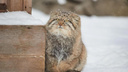 Баю-баюшки-баю. Манул из Новосибирского зоопарка сладко зевнул — милое видео с сонным котом