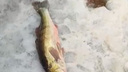 Помогали соседние рыбаки: рыбак поймал на Новосибирском водохранилище судака на 8 килограммов