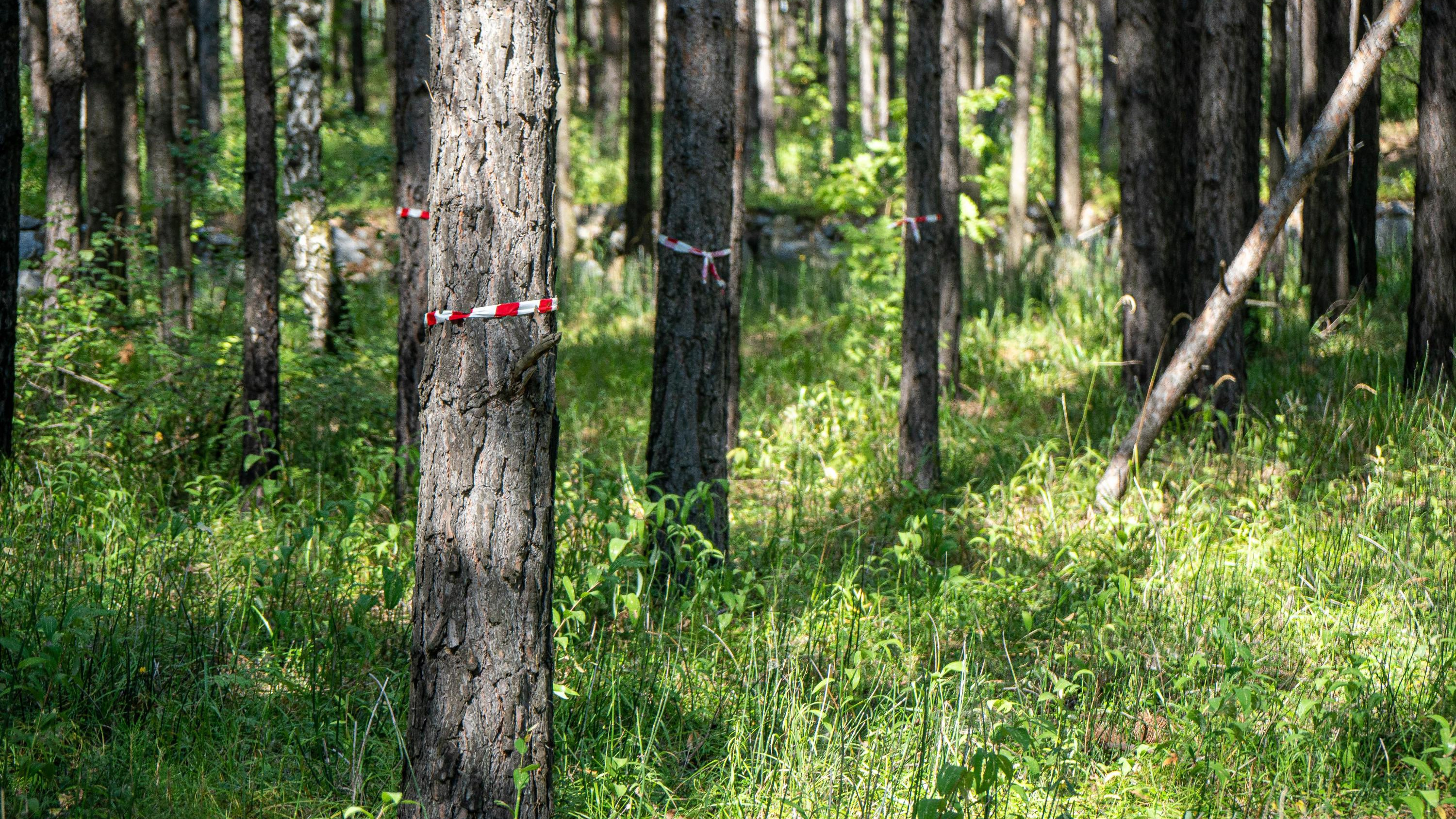 В ХМАО с 25 мая введен запрет на посещение лесов