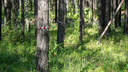 Спиленное дерево насмерть задавило <nobr class="_">40-летнюю</nobr> женщину в Новосибирской области