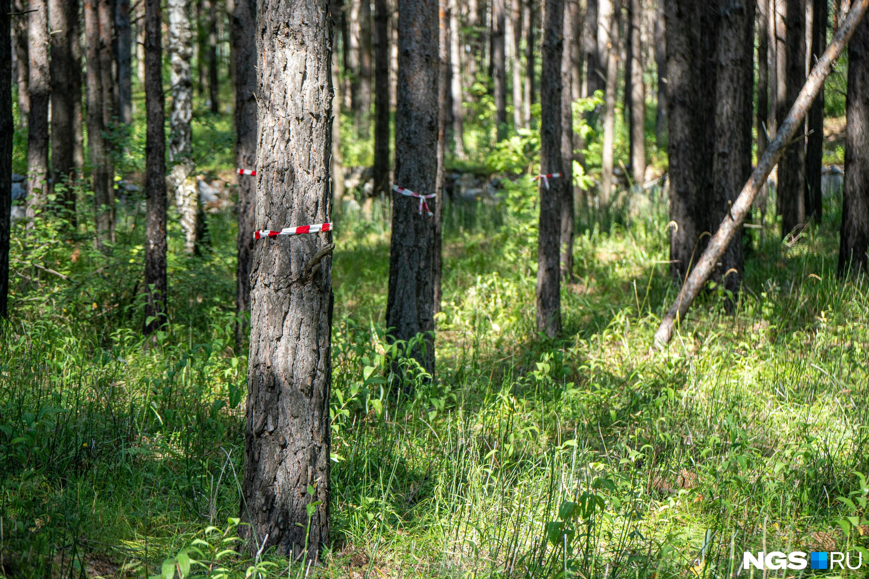 Спиленное дерево насмерть задавило 40-летнюю женщину в Новосибирской области