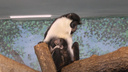 Зевает и обнимает маму: у мартышек в Новосибирском зоопарке родился детеныш — трогательное видео