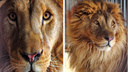 В Самарском зоопарке умер лев Цезарь