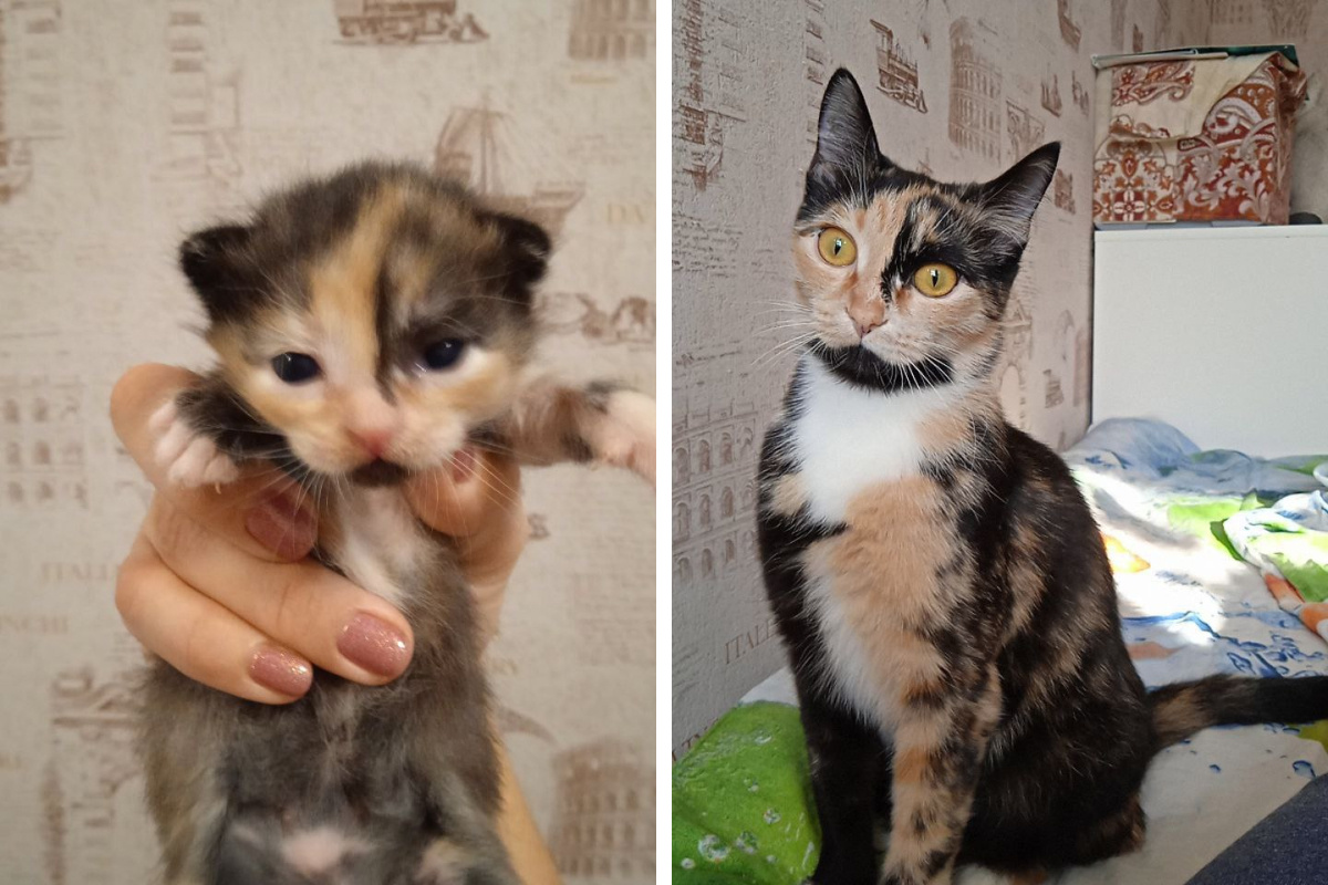 Кошку зовут Лиза. Слева на фото ей две недели, а справа — уже <nobr class="_">1,5 года</nobr>