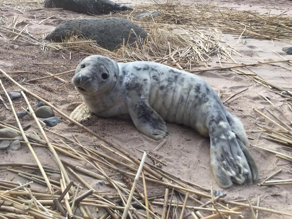 Тюленята на Ладоге могут потерять мам из-за сильного ветра. Жителей прибрежных поселков просят присмотреться