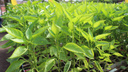 Как сеять перец на рассаду, чтобы быстро получить всходы — видеоинструкция от новосибирского агронома