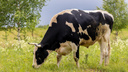 Восьмой случай бешенства в Зауралье — теперь у коровы