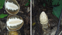 «Вкус огурца»: жительница Новосибирска нашла редкий и необычный гриб — его называют «бесстыдник»