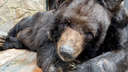 В челябинском зоопарке скончался гималайский медведь