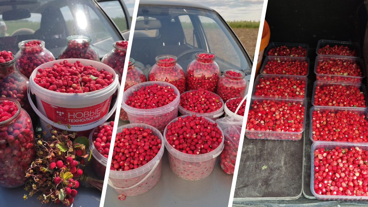 «На троих больше <nobr class="_">20 литров</nobr>»: рассказываем, где в лесах Нижегородской области ведрами собирают ягоды