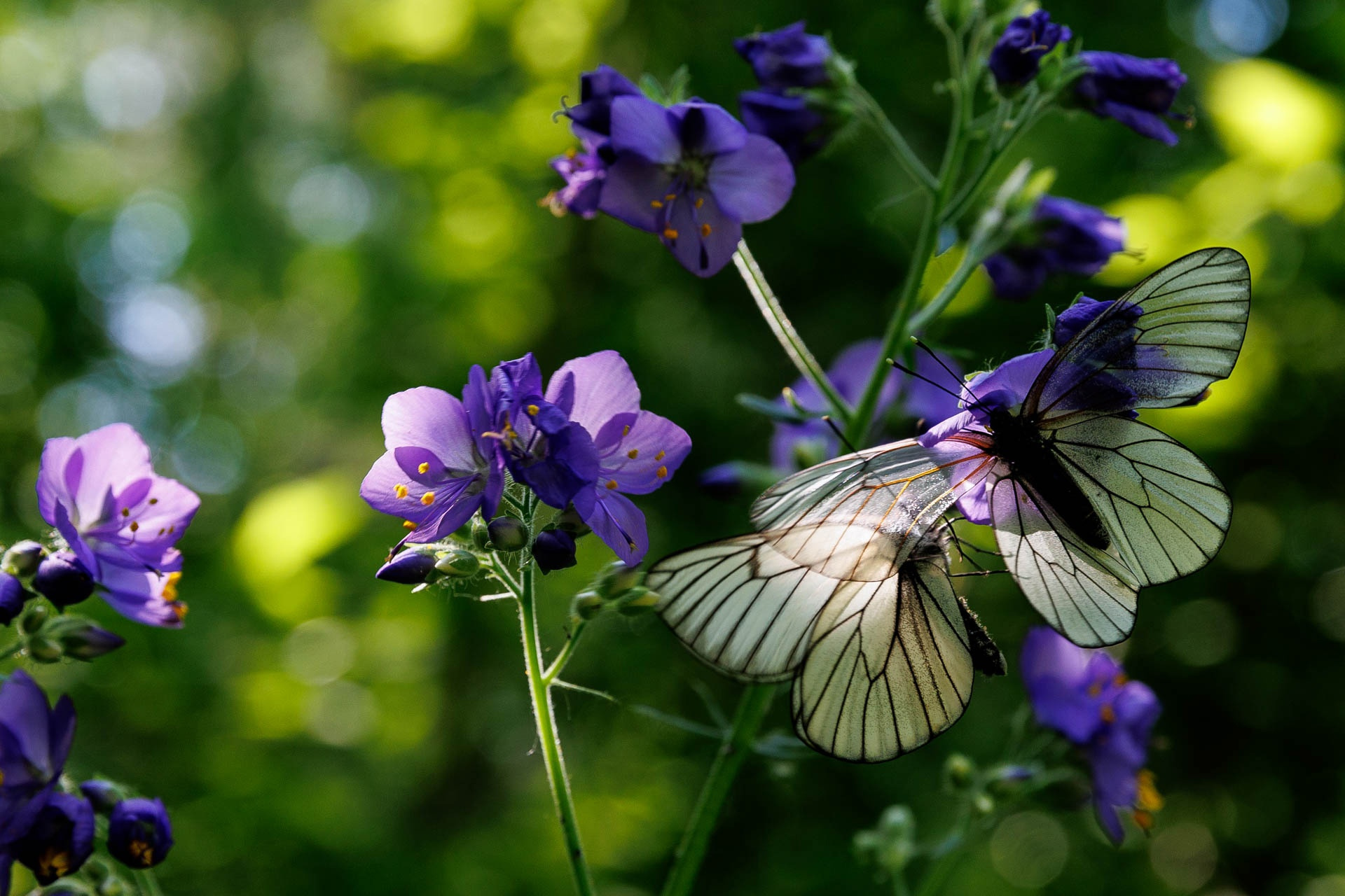 Урал атаковали бабочки. Как сохранить свой урожай от их гусениц — совет агронома