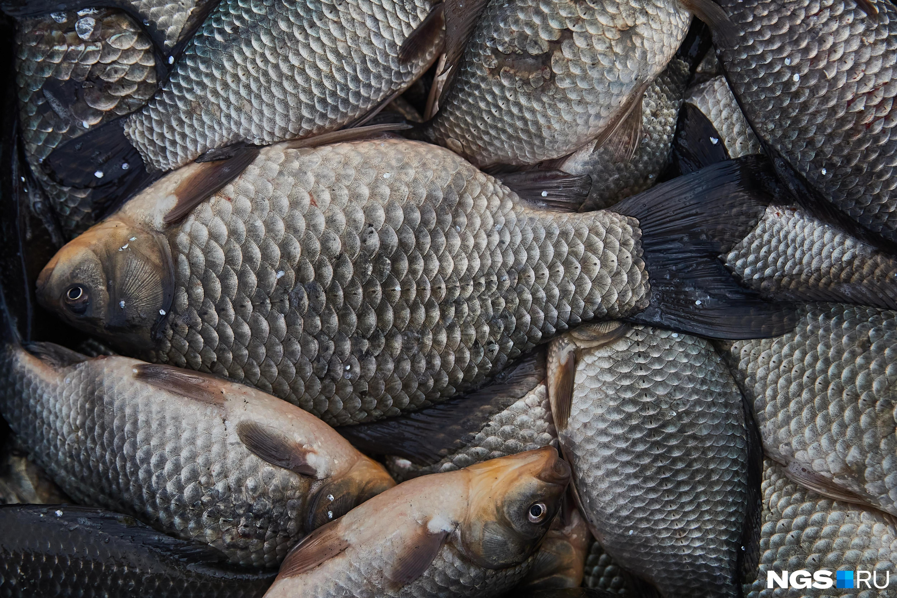 Неизвестные передали тухлую рыбу с вещами для нуждающихся граждан в Чите