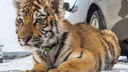 Гуляет по сети: сразу три тигренка вышли к людям в Приморье