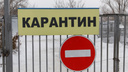 В Новосибирской области нашли очаг бешенства— губернатор ввел карантин