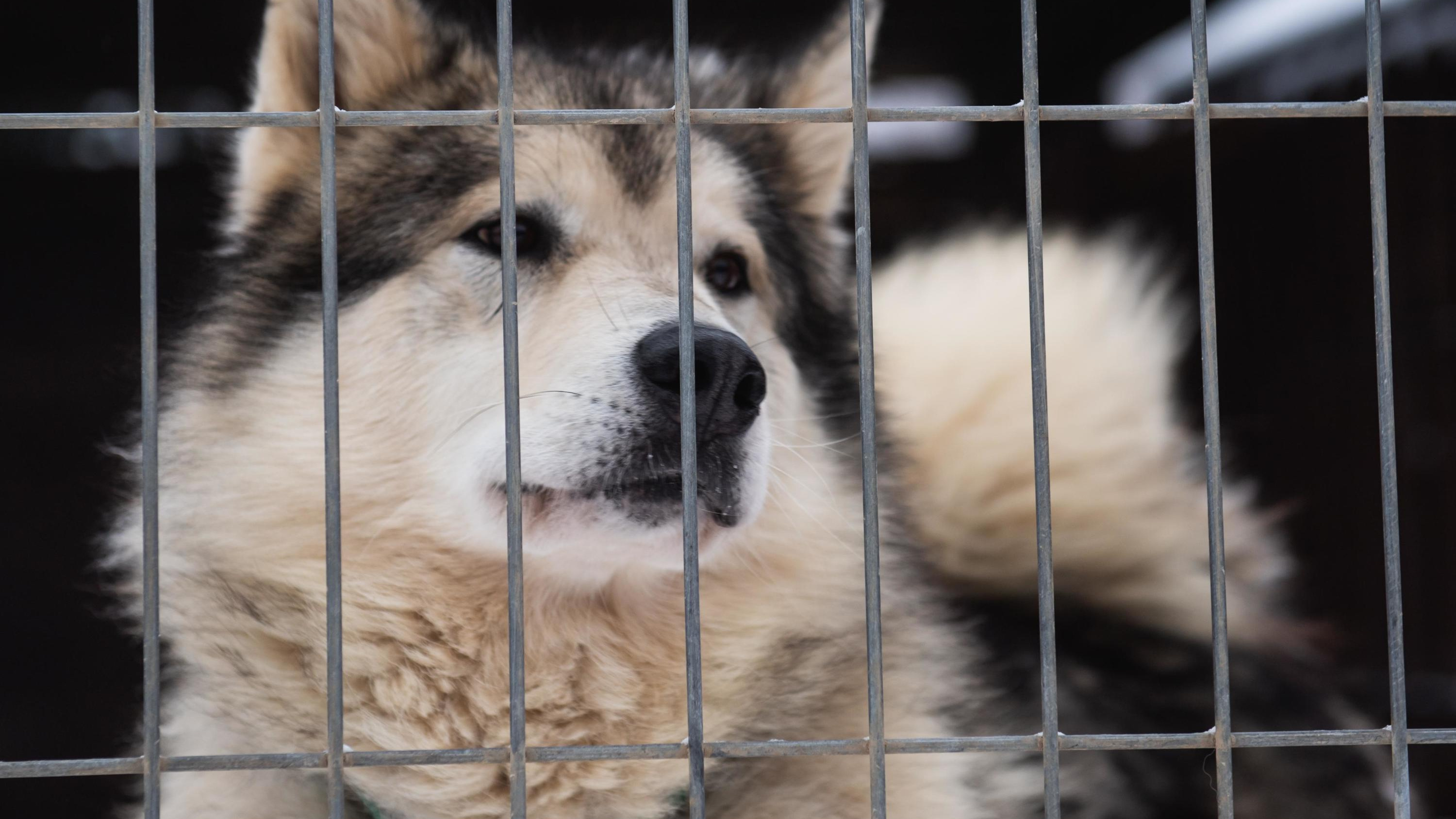 Сибиряк рассказал о жестоком убийстве собаки в Кузбассе. Почему теперь им заинтересовалась полиция
