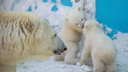 Просто космос: в Новосибирском зоопарке выбрали имена для белых медвежат