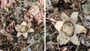 Необычный гриб нашла сибирячка в лесу под Новосибирском — он похож на звезду