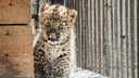 Как крошечный леопард из барнаульского зоопарка учится рычать — видео