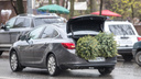 Массовая продажа елок начнется уже на следующей неделе во Владивостоке — адреса и даты